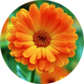 Extrait de fleurs de calendula