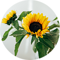 Huile de tournesol