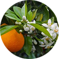 Hydrolat de fleur d’oranger