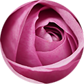 Hydrolat de rose de Damas