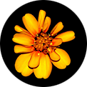 Macérat de calendula