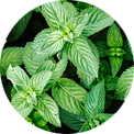 Hydrolat de menthe poivrée