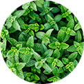 Menthe